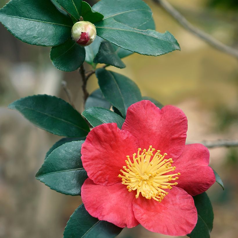 Camélia d'automne - Camellia sasanqua Yuletide (Feuillage)