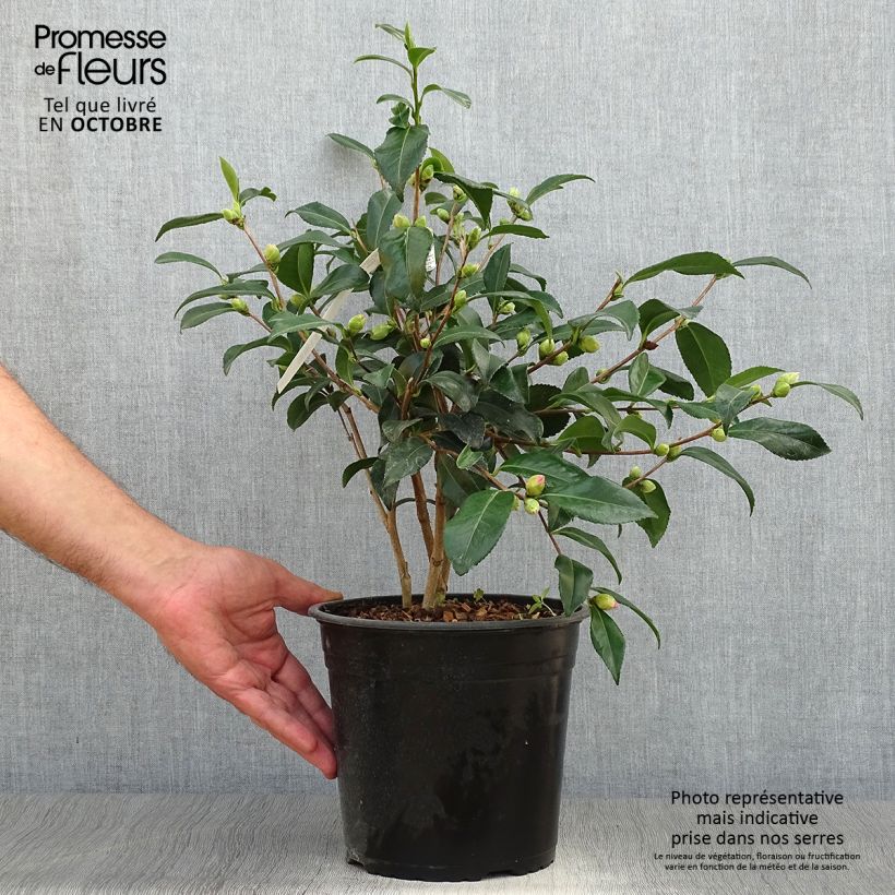 Spécimen de Camélia d'automne - Camellia sasanqua Hinode-Gumo Pot de 4L/5L tel que livré en automne