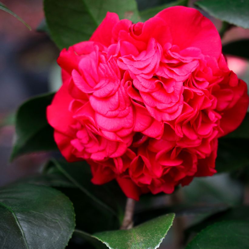 Camellia japonica Kramer's Supreme - Camélia du Japon (Floraison)