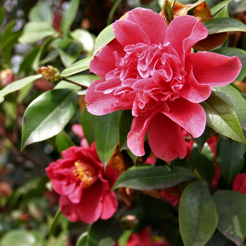 Camélia Mark Alan - Camellia japonica (Floraison)