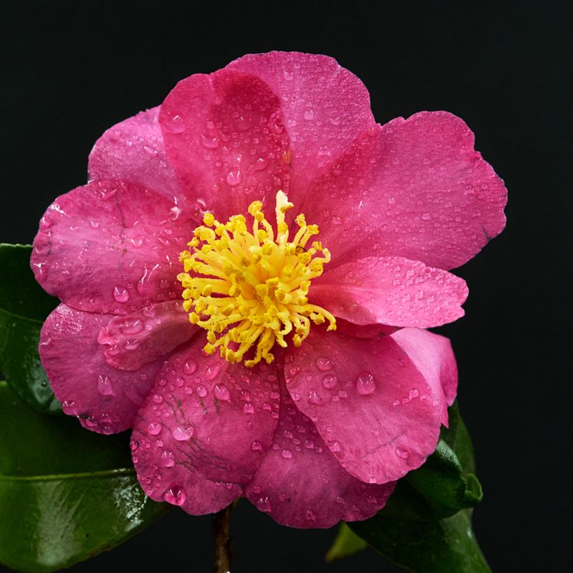 Camellia sasanqua Belinda - camélia d'automne (Floraison)