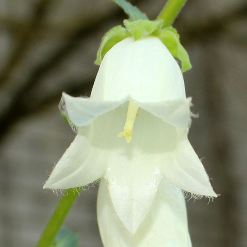 Campanule ochroleuca (Floraison)