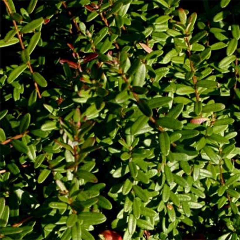 Cranberry - Canneberge Pilgrim - Vente en ligne de plants de Cranberry -  Canneberge Pilgrim pas cher