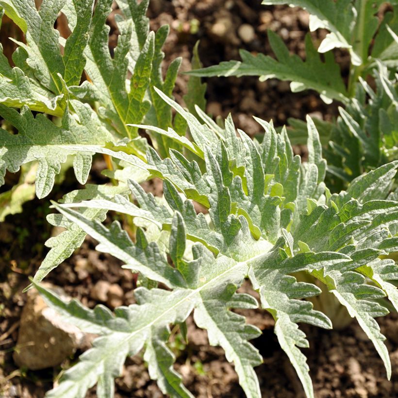 Cardon Vert de Vaulx-en-Velin - Graines (Feuillage)