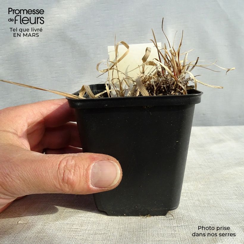 Spécimen de Carex berggrenii - Laîche tel que livré en hiver