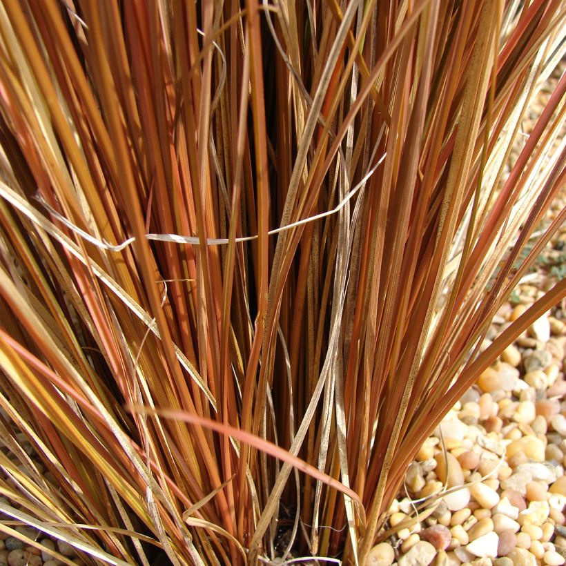 Carex comans Phoenix Green - Laîche de Nouvelle-Zélande  (Feuillage)