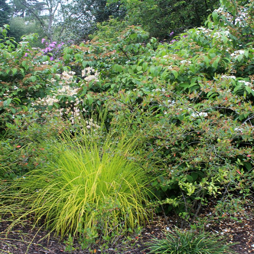 Carex elata Aurea - Laîche dorée (Port)