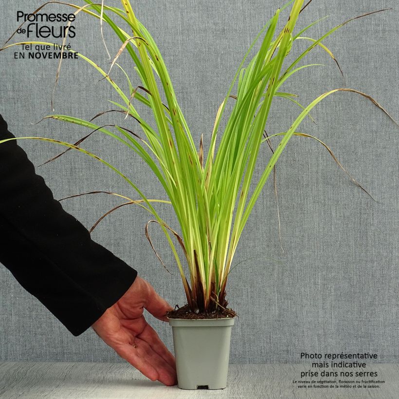 Spécimen de Carex pendula - Laîche pendante en godet de 9 cm tel que livré en automne