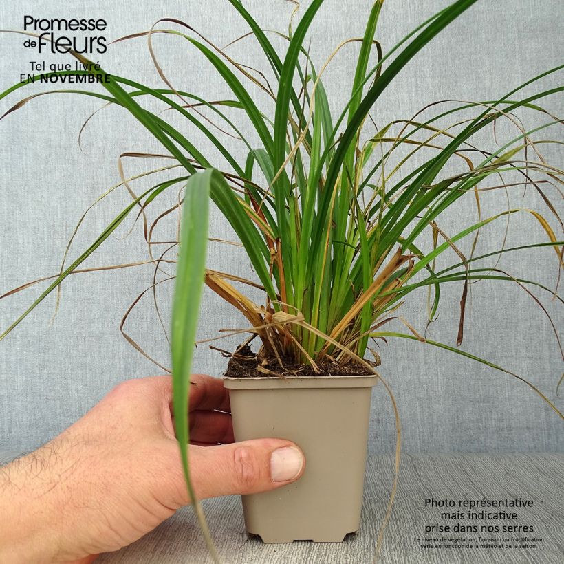 Spécimen de Carex sylvatica - Laîche des bois en godet de 9 cm tel que livré en automne