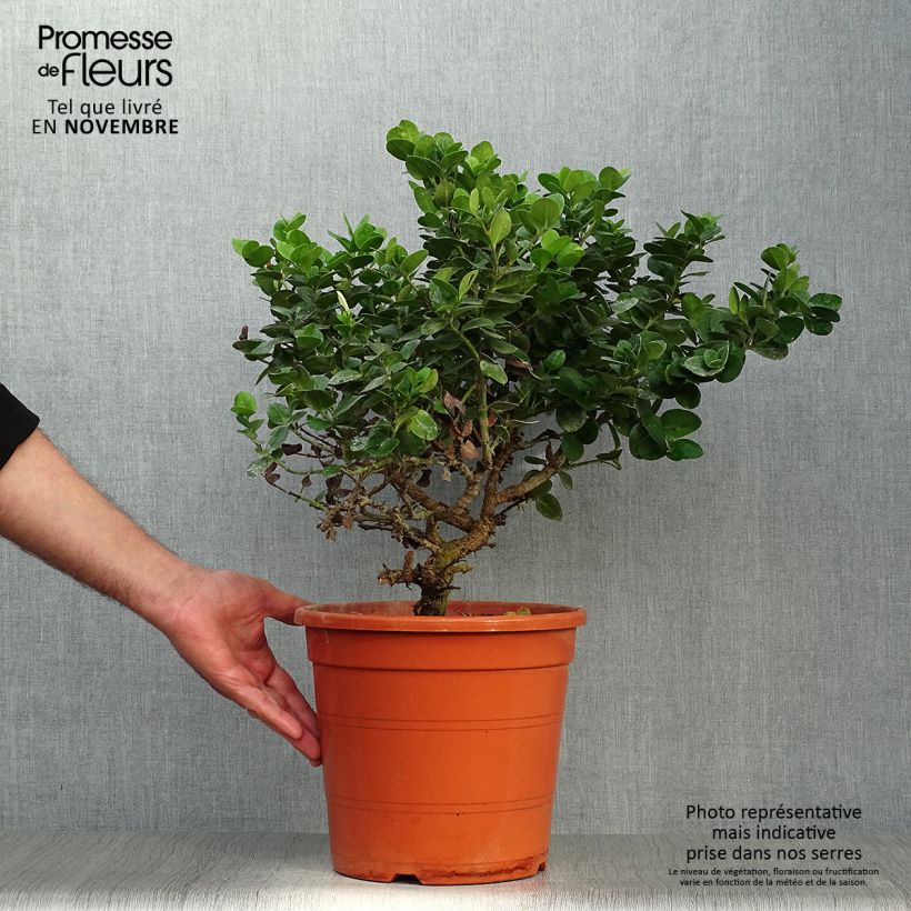 Spécimen de Carissa macrocarpa - Prunier du Natal en pot de 7,5L/10L tel que livré en automne