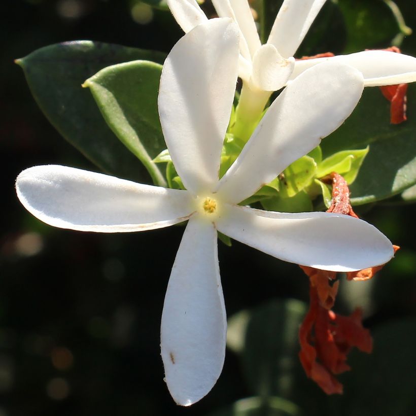 Carissa macrocarpa prostrata - Prunier du Natal (Floraison)