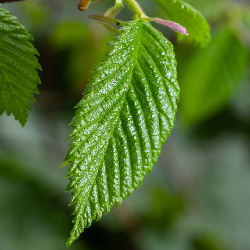 Carpinus betulus - Charme commun, Charmille  (Feuillage)