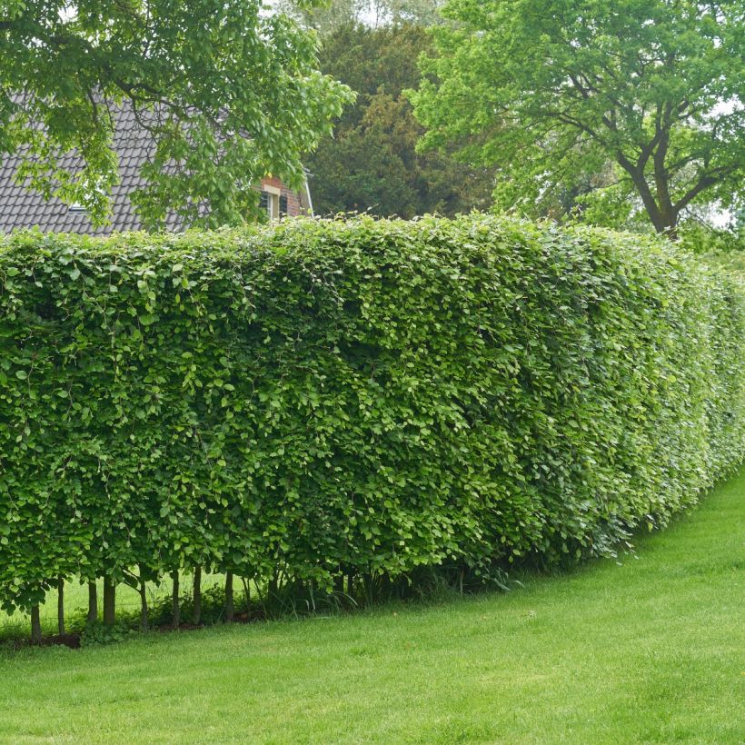 Carpinus betulus - Charme commun, Charmille  (Port)