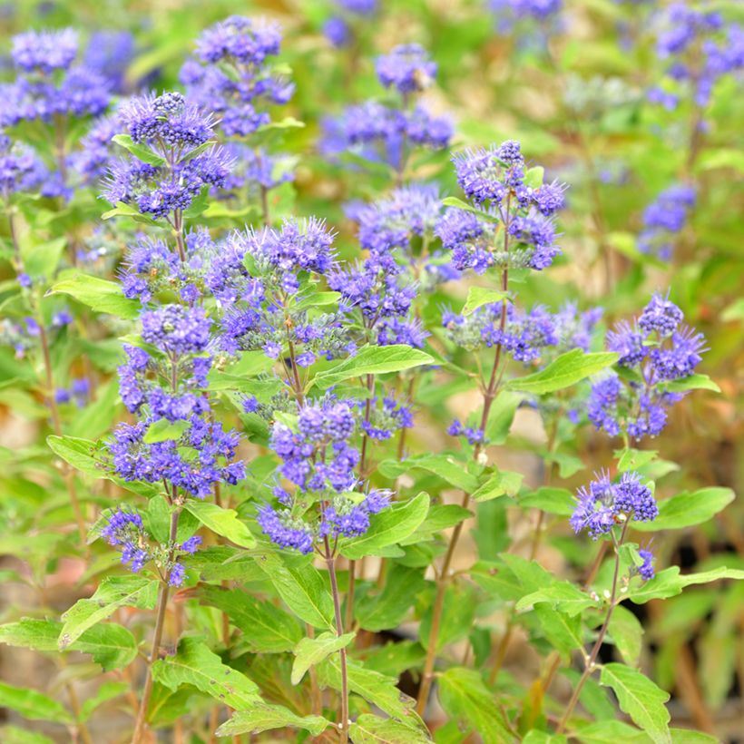 Caryopteris Grand Bleu - Spirée bleue  (Floraison)