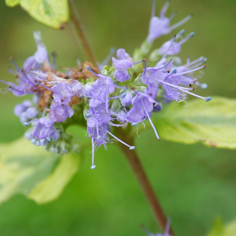 Caryopteris Summer Sorbet® - Spirée Bleue, Barbe-bleue (Floraison)