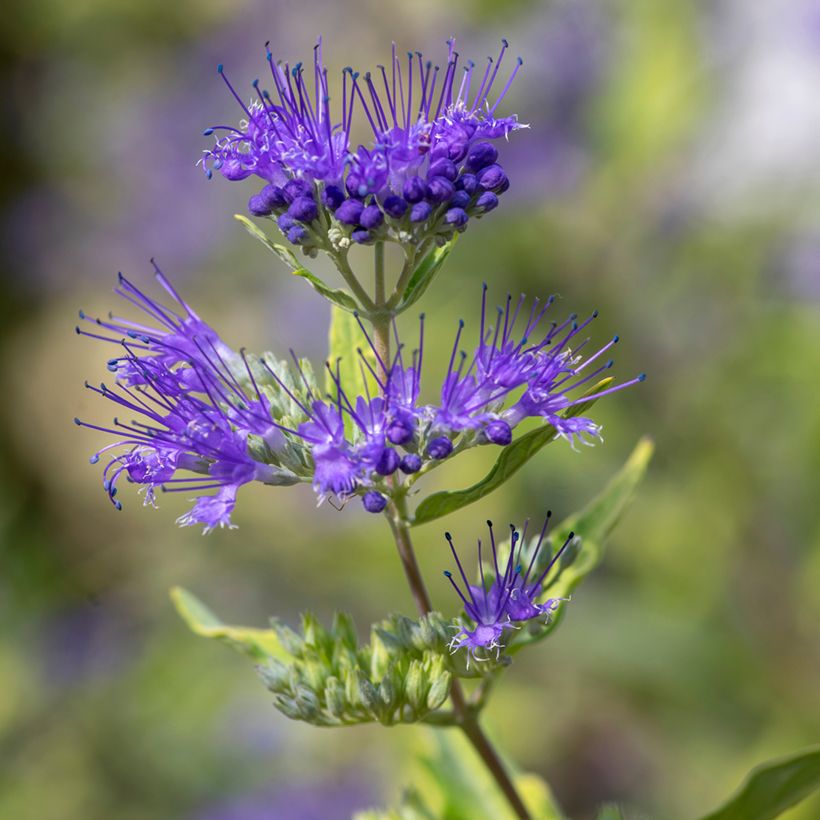 Caryopteris clandonensis Kew Blue - Spirée bleue (Floraison)