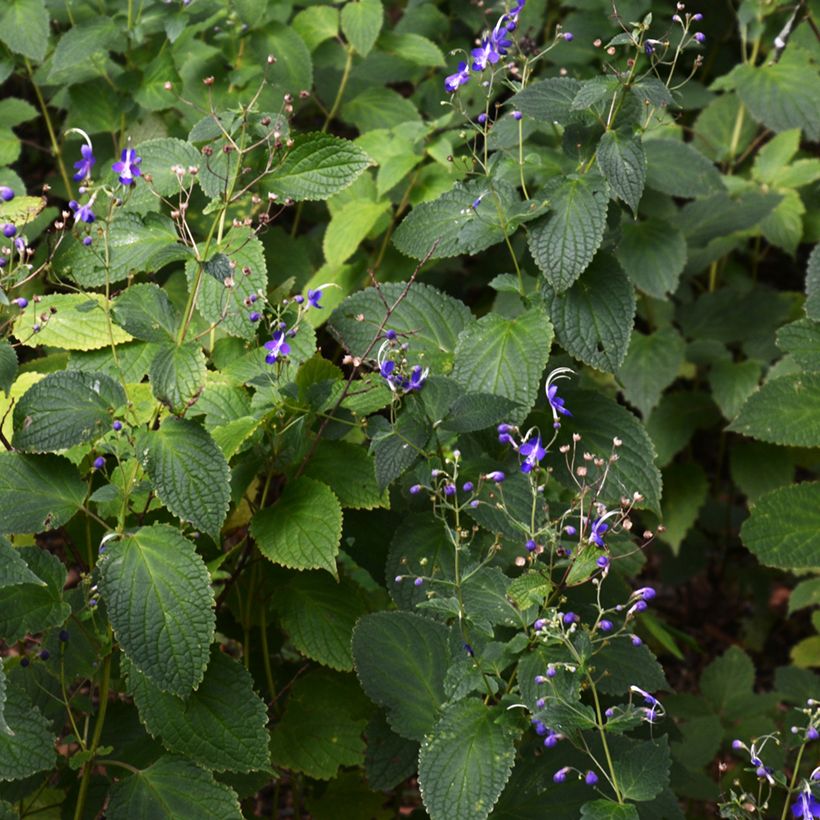 Caryopteris divaricata -  Spirée bleue (Port)