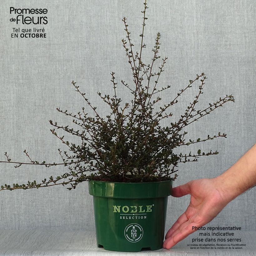 Spécimen de Céanothe Blue Sapphire en pot de 2/3L Pot de 2L/3L tel que livré en automne