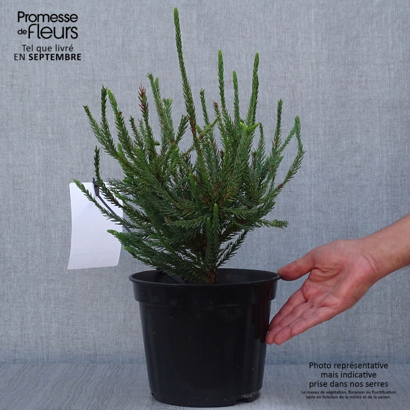 Spécimen de Cryptomeria japonica Araucarioides - Cèdre du Japon en pot tel que livré en automne