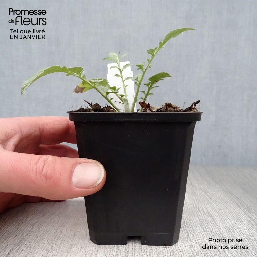 Spécimen de Centaurea dealbata - Centaurée de Perse - en godet de 8 cm / 9 cm tel que livré en hiver