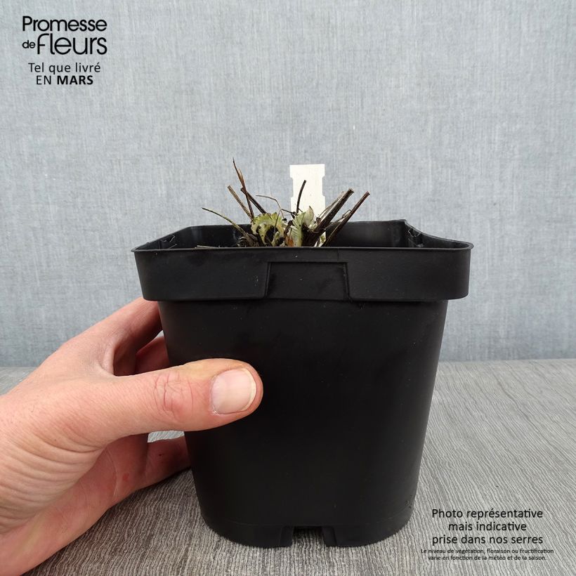 Spécimen de Centaurea dealbata - Centaurée de Perse - en pot de 2L / 3L tel que livré en hiver