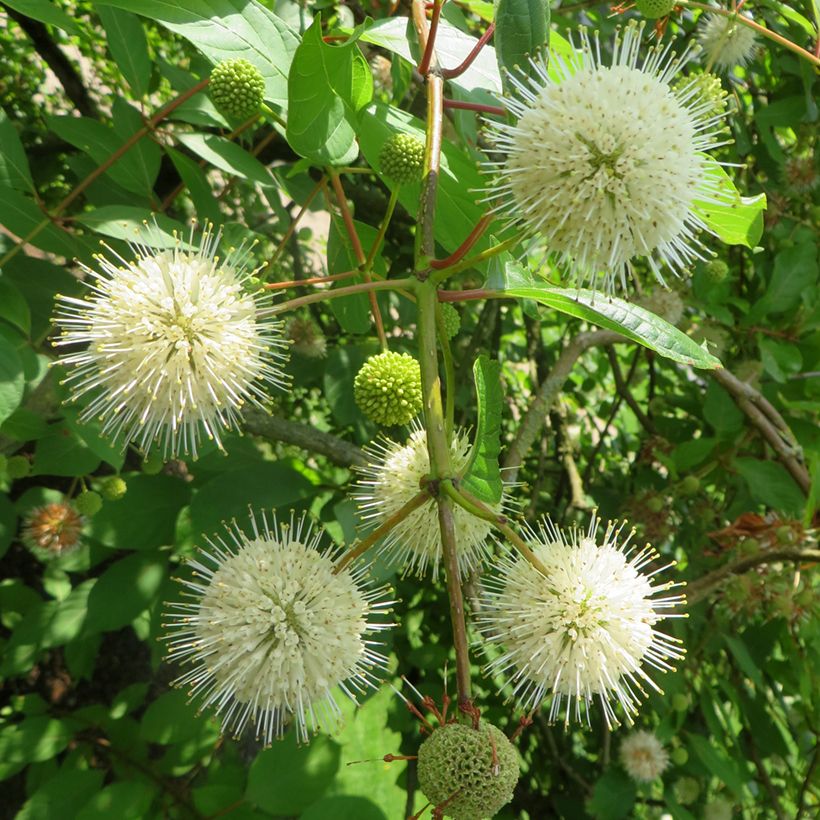 Cephalanthus occidentalis Moonlight Fantasy (Floraison)