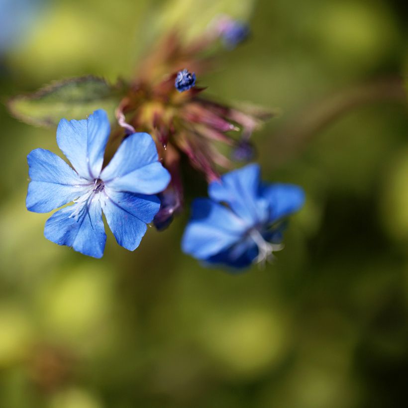 Ceratostigma griffithii, Dentelaire (Floraison)