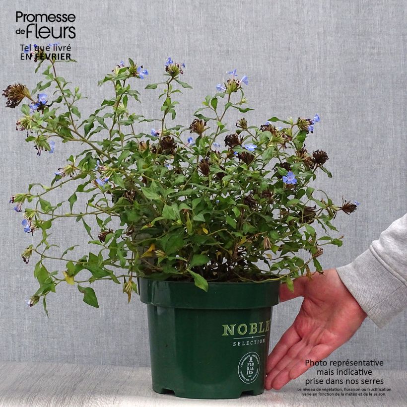 Spécimen de Ceratostigma willmotianum Forest Blue 20/30cm en pot de 2L/3L- Plumbago de Willmott tel que livré en automne