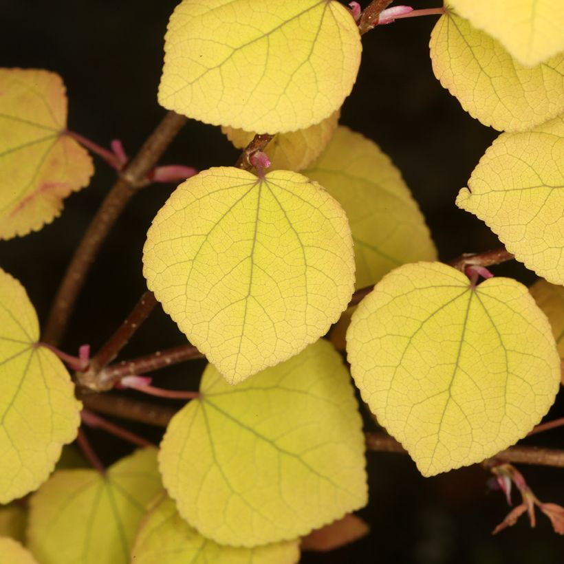 Arbre à caramel nain - Cercidiphyllum japonicum Râ (Feuillage)