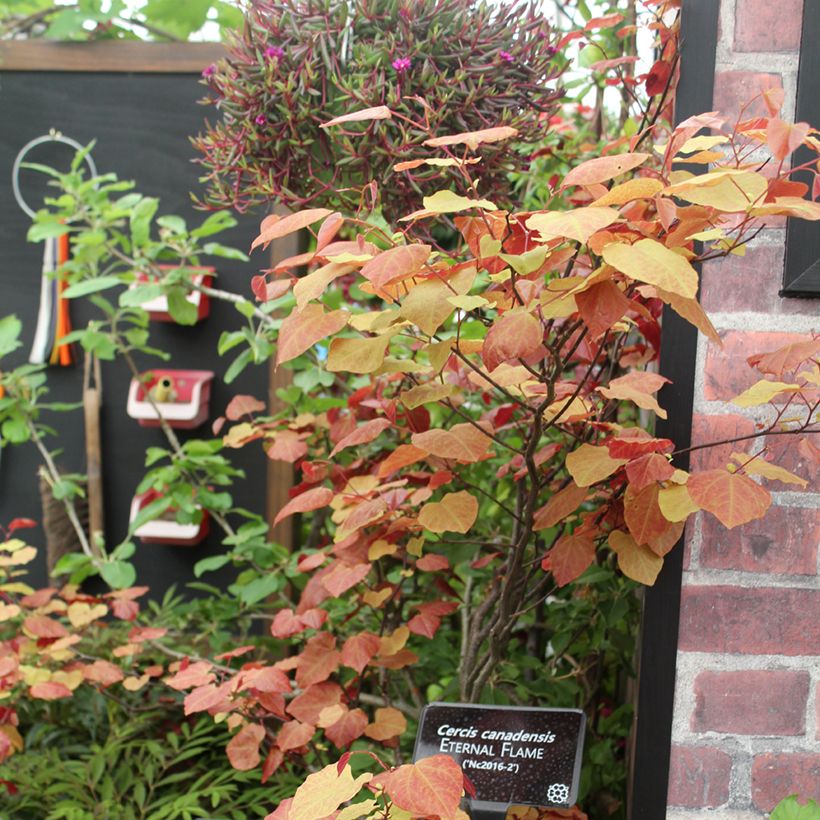 Cercis canadensis Eternal Flame - Gainier du Canada (Port)