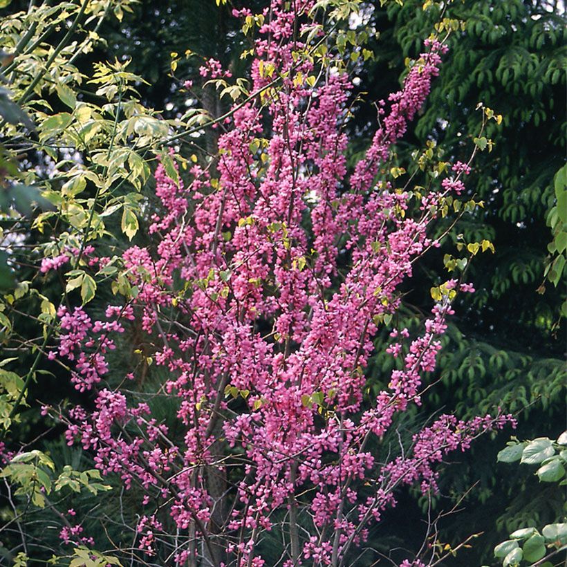 Cercis canadensis - Gainier du Canada (Port)