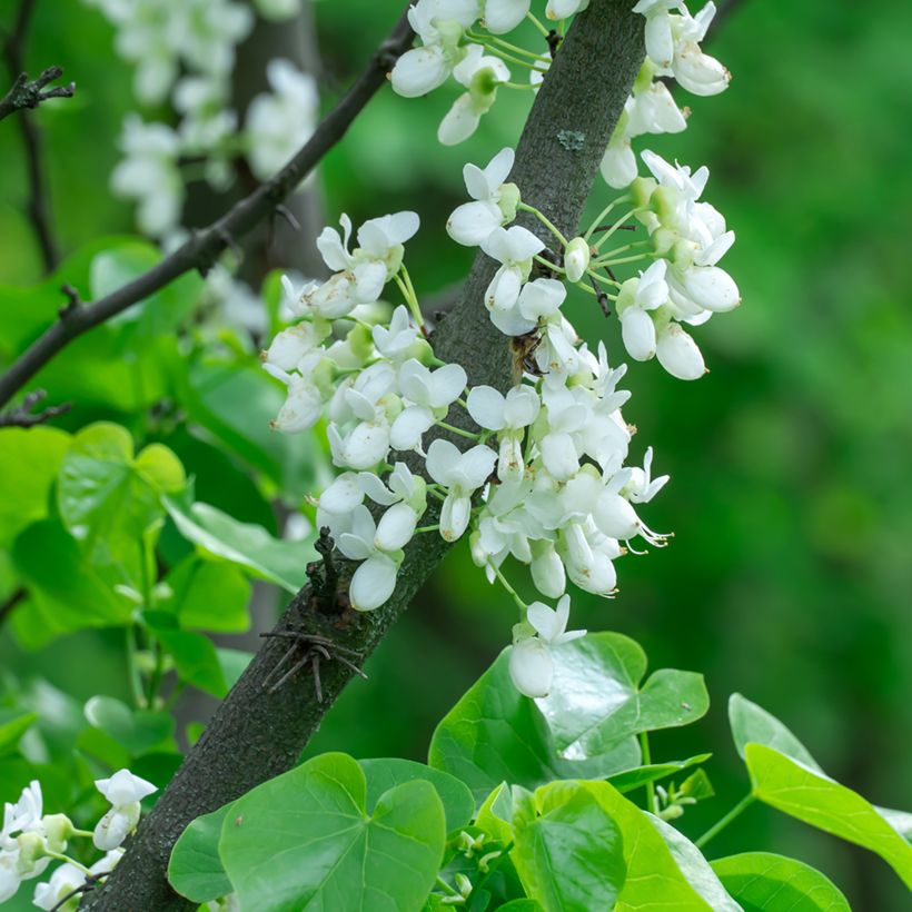 Cercis chinensis Shirobana - Gainier de Chine (Floraison)