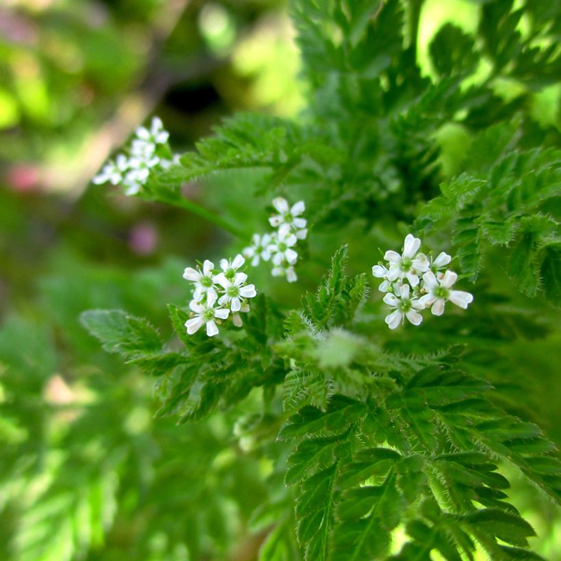 Cerfeuil commun - Vilmorin (Floraison)