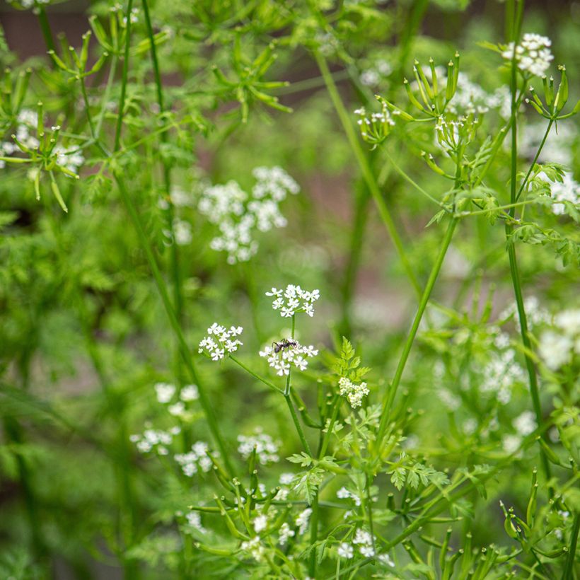 Cerfeuil commun (Floraison)