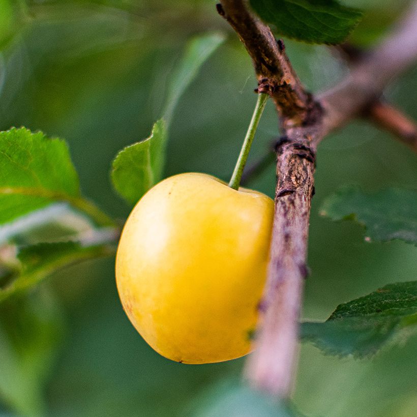 Cerisier Bigarreau Jaune de Missens Bio (Récolte)