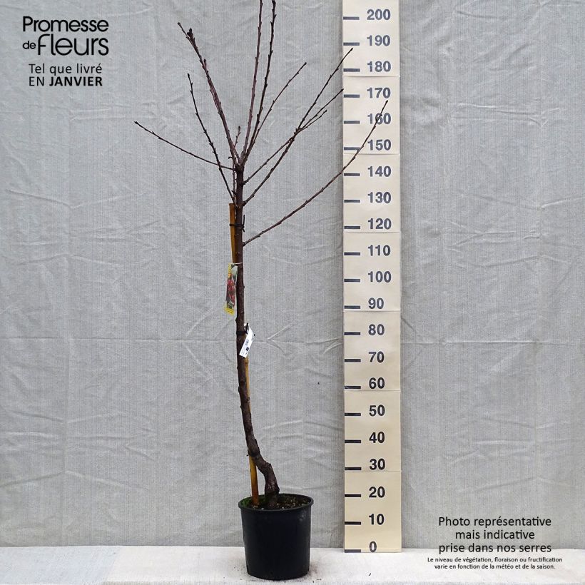 Spécimen de Cerisier Bigarreau Moreau - Prunus avium Demi-tige en pot de 7,5l/10l tel que livré en hiver