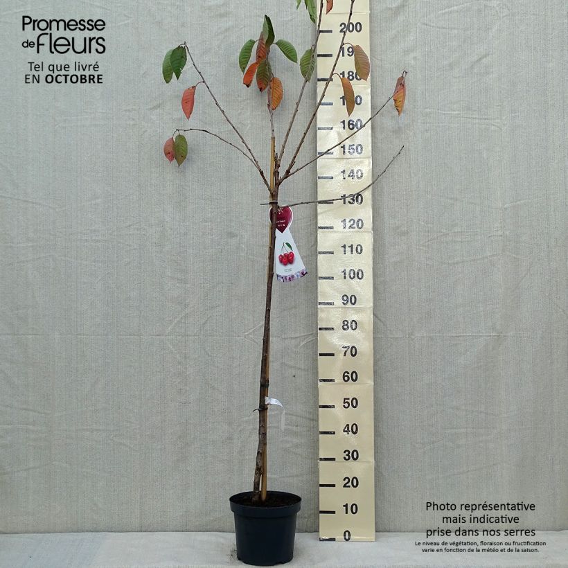 Spécimen de Cerisier Bigarreau Sunburst - Prunus cerasus tel que livré en automne