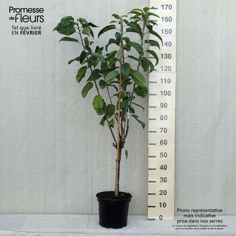 Spécimen de Cerisier Rainier - Prunus cerasus Pot de 7,5L/10L tel que livré en automne