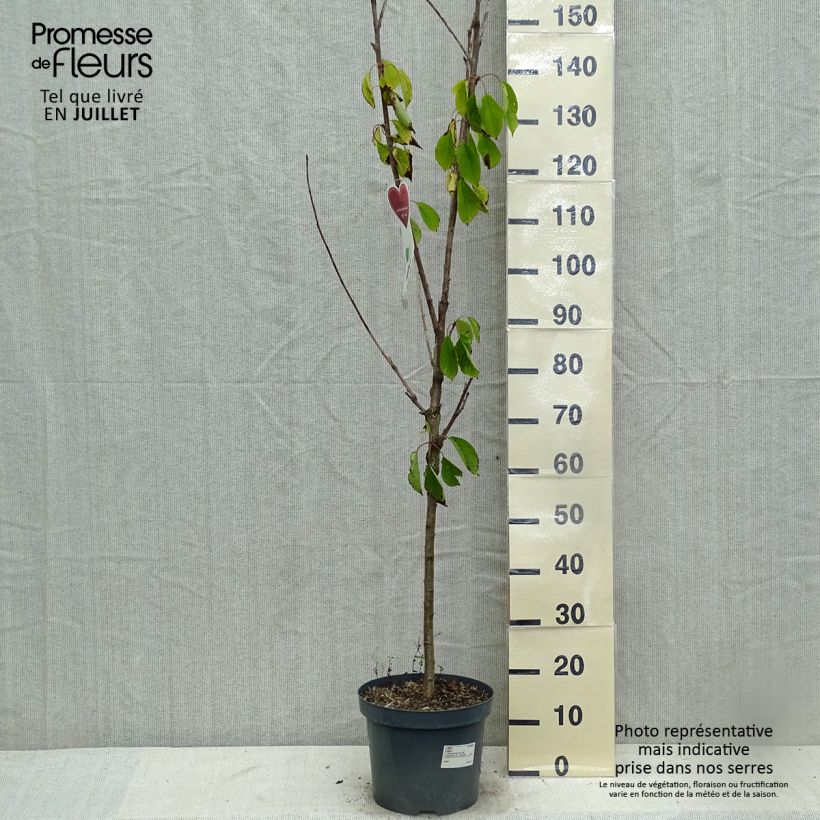Spécimen de Cerisier Schneiders Späte Knorpelkirsche - Prunus avium  tel que livré en été