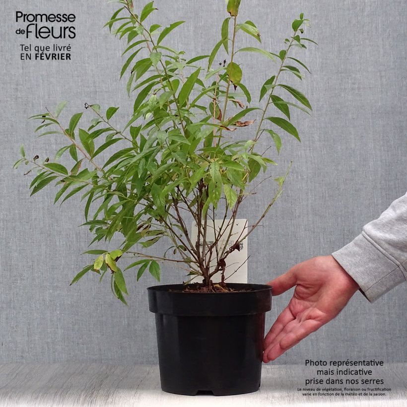 Spécimen de Cerisier à fleur - Prunus glandulosa Alba Plena Pot de 2L/3L tel que livré en automne