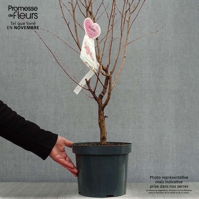 Spécimen de Cerisier à fleurs - Prunus kurilensis Ruby tel que livré en automne