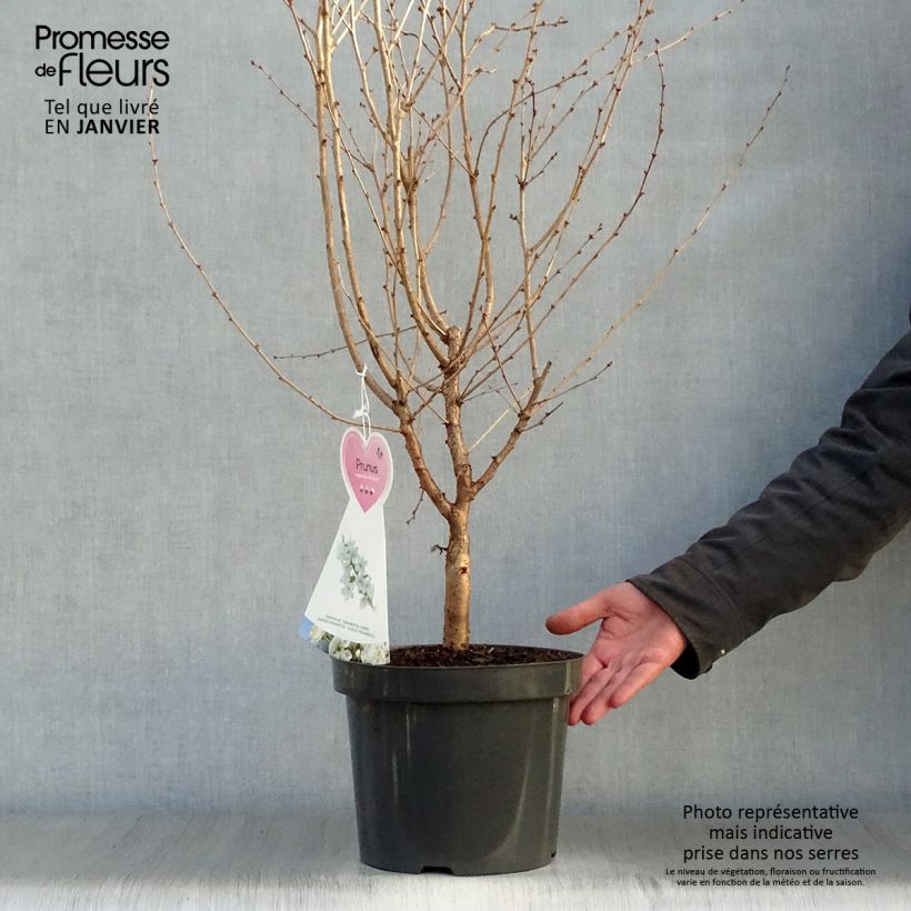 Spécimen de Cerisier à fleurs - Prunus nipponica Brillant en pot de 2/3L tel que livré en hiver