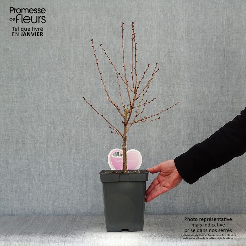 Spécimen de Cerisier à fleurs - Prunus nipponica Brillant en pot de 4L/5L tel que livré en hiver