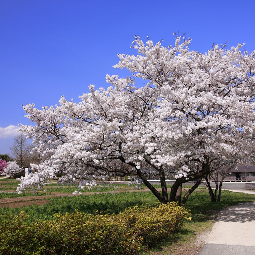 Cerisier à fleurs - Prunus yedoensis  (Port)