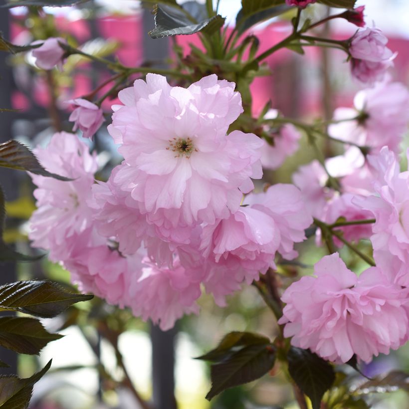 Cerisier du Japon - Prunus serrulata Royal Burgundy (Floraison)