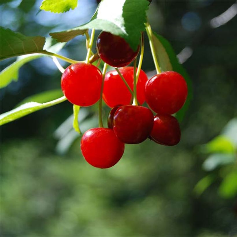 Cerisier nain Cherry Boop (Récolte)