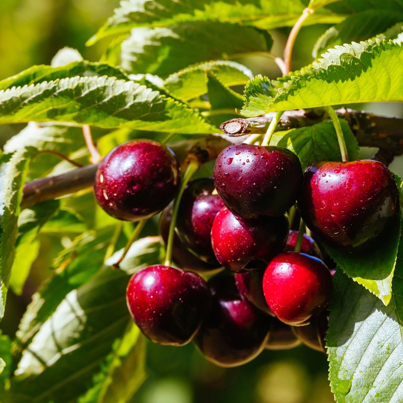 Cerisier nain Fruit me Cherry Me Lapins (Récolte)