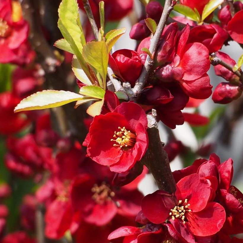 Cognassier du Japon - Chaenomeles x superba Etna (Floraison)