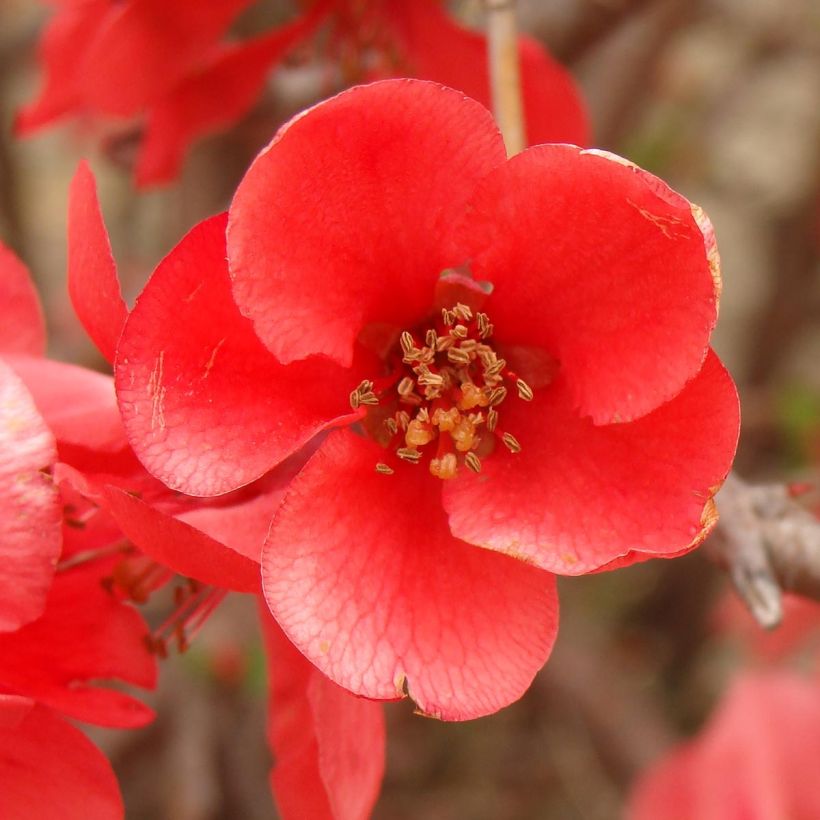 Cognassier du Japon - Chaenomeles x superba Texas Scarlet (Floraison)