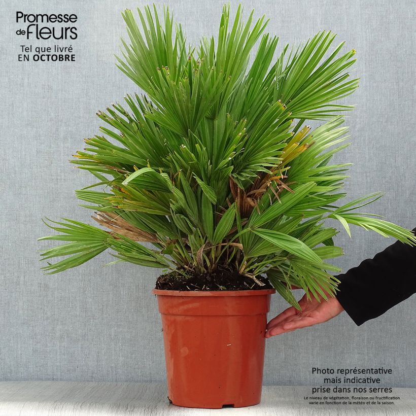 Spécimen de Chamaerops humilis Compacta - Palmier nain tel que livré en automne